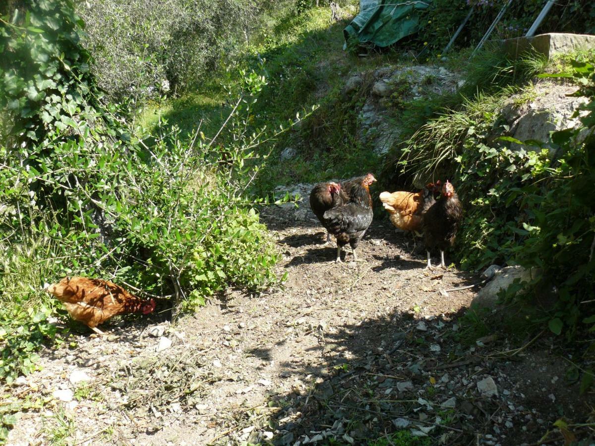 La Ferme Des Cailletiers Chez Marco Villa Luceram Exterior photo